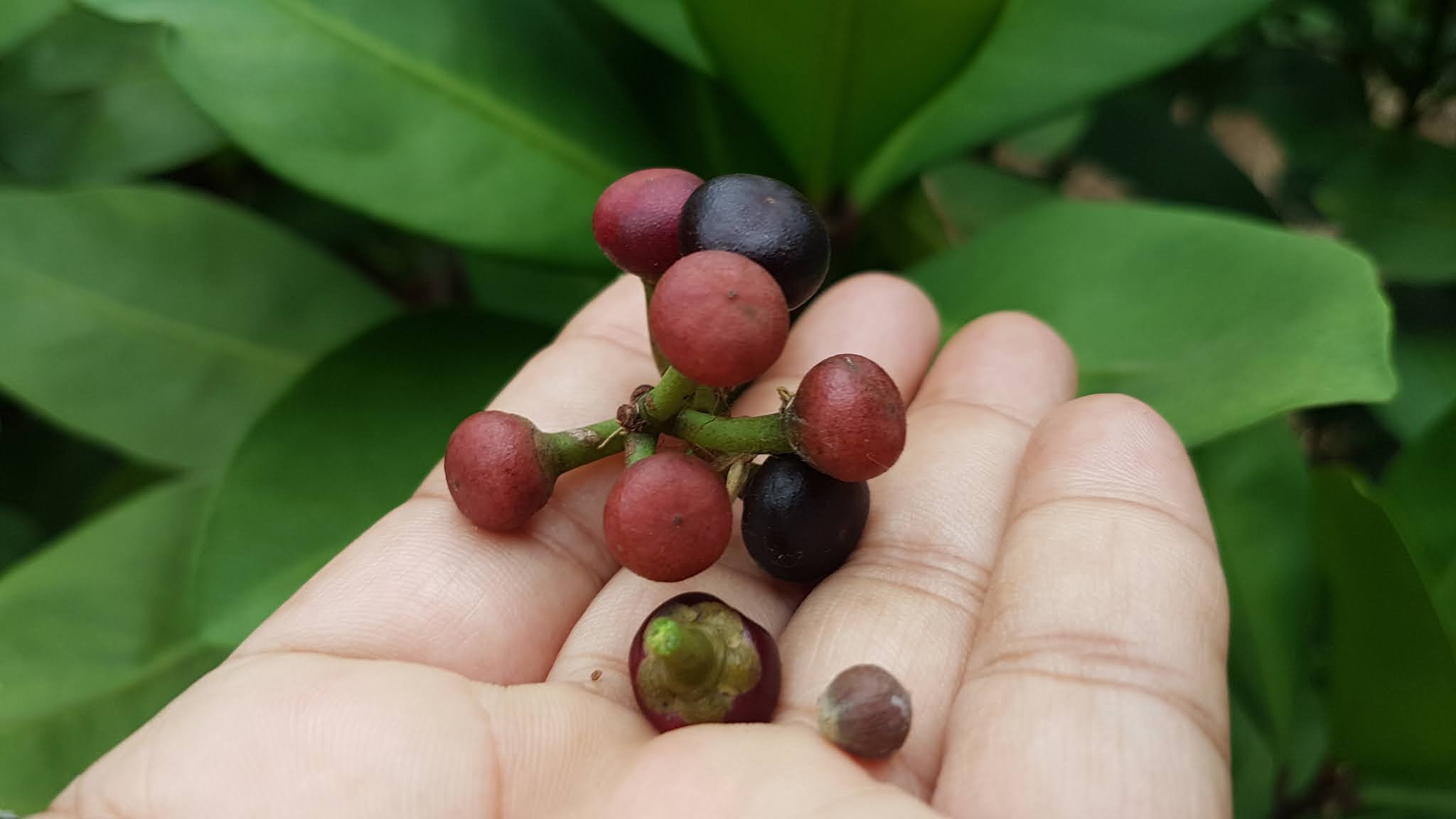 Lampeni : ardisia humilis vahl lampeni tanaman berbunga ungu indah Ukuran buah Ardisia humilis Vahl Lampeni