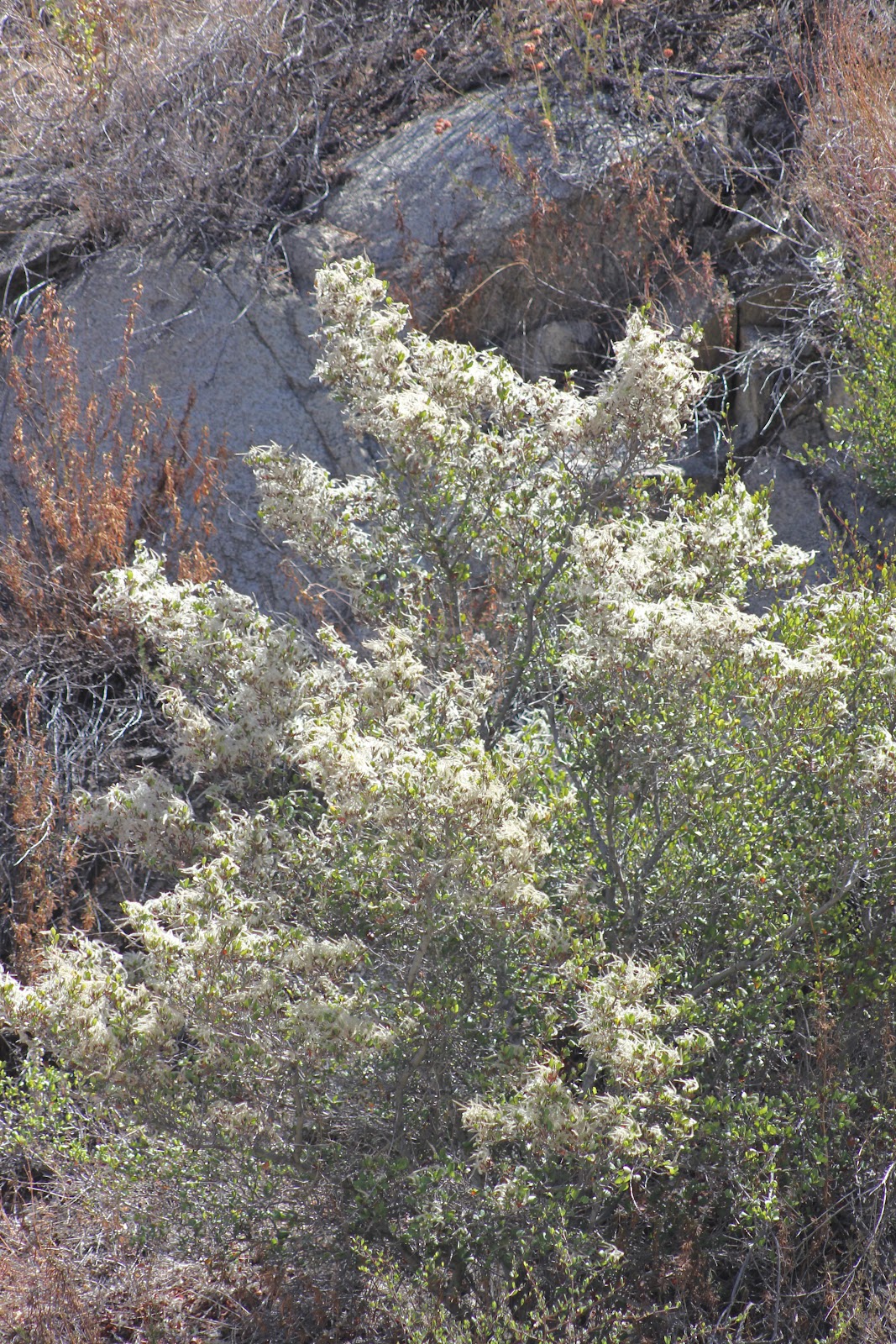 Camissonia's Corner September 2012