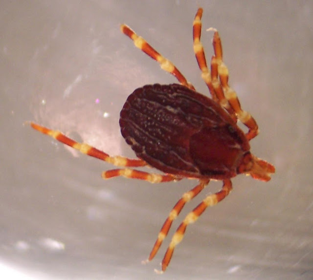 Yaz Aylarında Kırım Kongo Kanamalı Ateşi Hastalığı Artıyor görseli