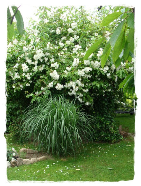 versponnenes: Weißer Schrank, Weiße Rose & weißes Gehäkel...