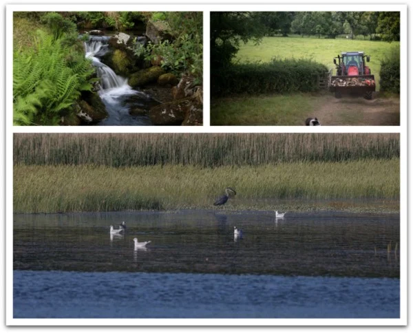 Dartmoor Stream, Farming Nethercott, Estuary Birds - Photo copyright Nina Constable Media (All Rights Reserved)