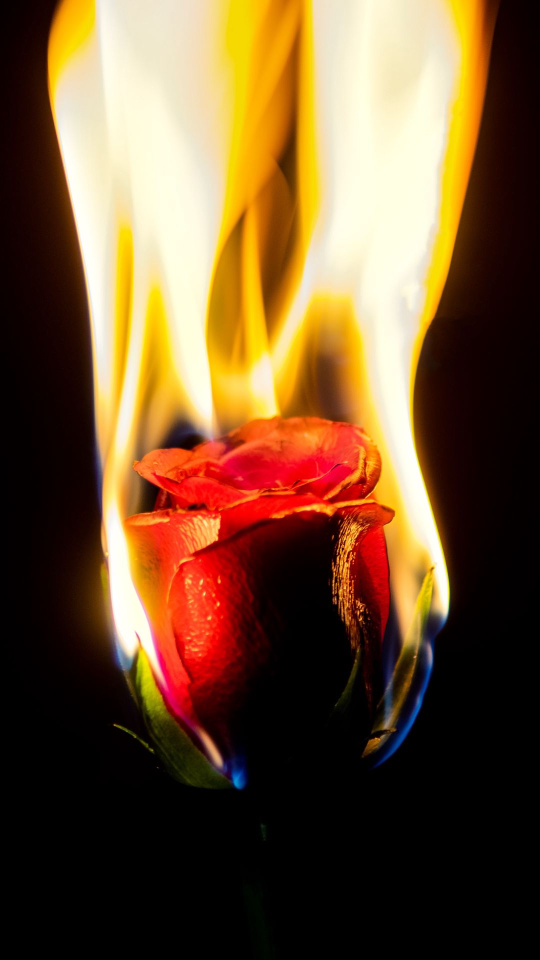 Burning Red Rose Flower 4k Wallpaper