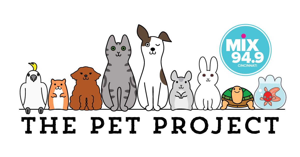 Pet project is. Pet проект. Пет проекты для начинающих. Pet project. Pet project is.