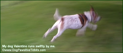 My dog Valentino runs swiftly by me.