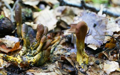 Slank Snyltekølle Lat: Cordyceps ophioglossoides