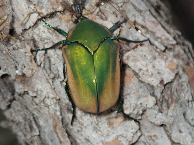 Cotinis mutabilis Cotinis mutabilis