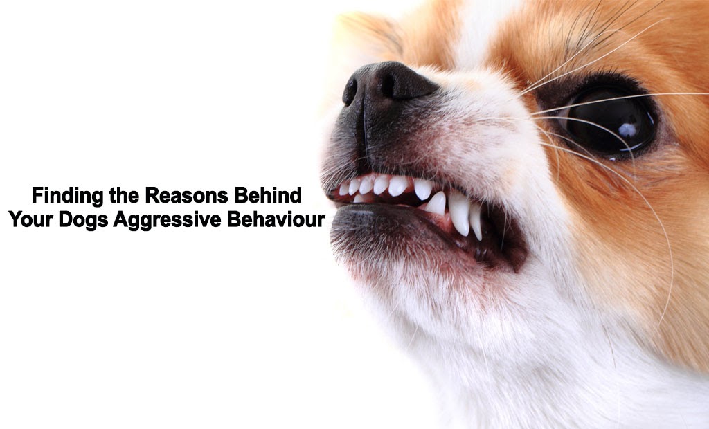 Finding the Reasons Behind Your Dogs Aggressive Behaviour