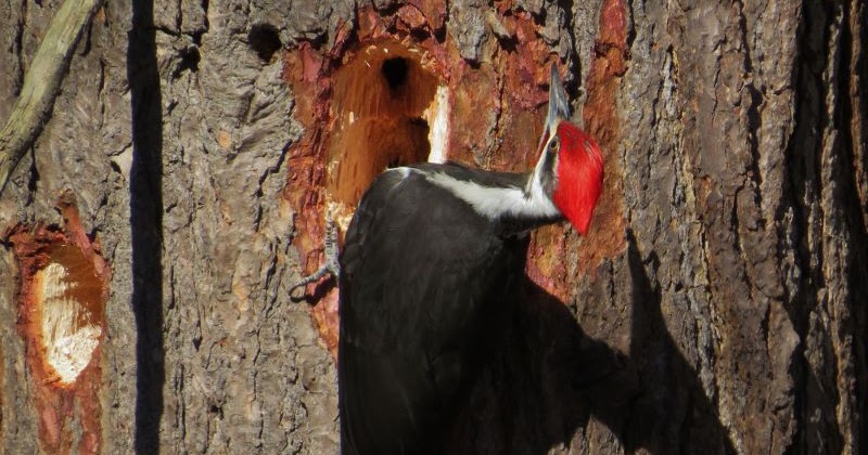 The Brownstone Birding Blog: Thankfully Pileated Woodpeckers Aren't Extinct
