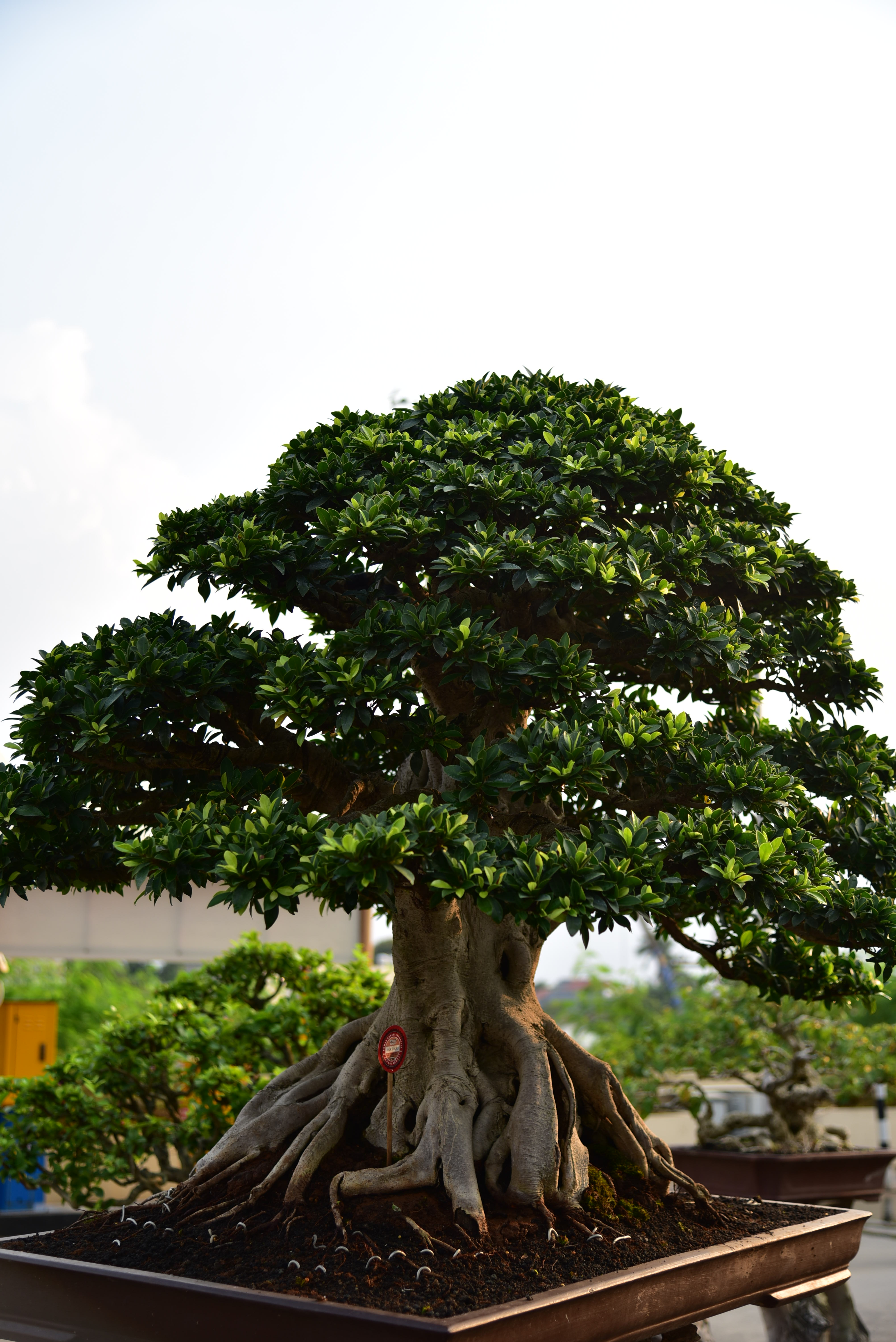 Bonsai Tanaman Yang Dikerdilkan Antara Hobby Dan Keindahan Planter And Forester