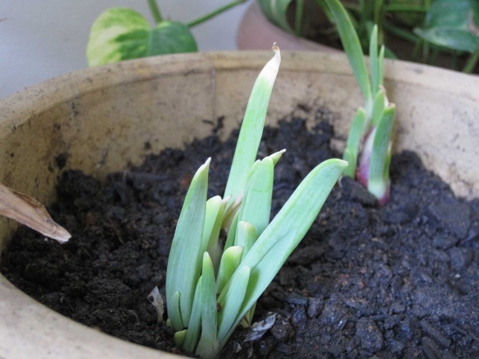 Blessed Homemaker How to grow spring onions