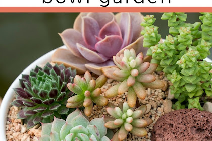 How to Grow a Succulent Garden Indoors: Easy Tips for Thriving Plants
