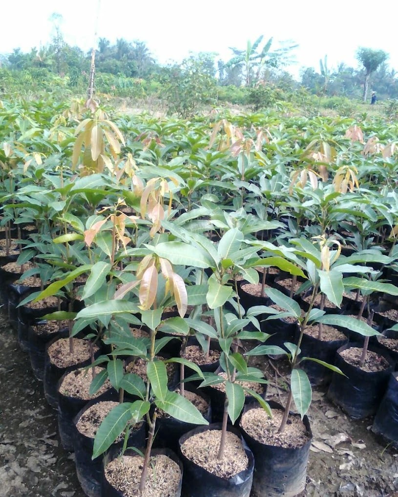 pohon mangga harum manis super unggul Karanganom