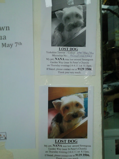 Lost Dogs Pet And Man Lost Yorkshire Terrier Dog Near Serangoon Garden  Lost dogs pet and man lost yorkshire terrier dog near serangoon garden
