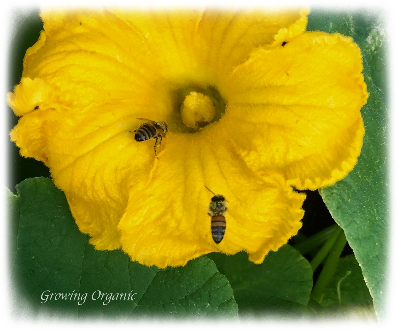 Growing Organic Squash Bees