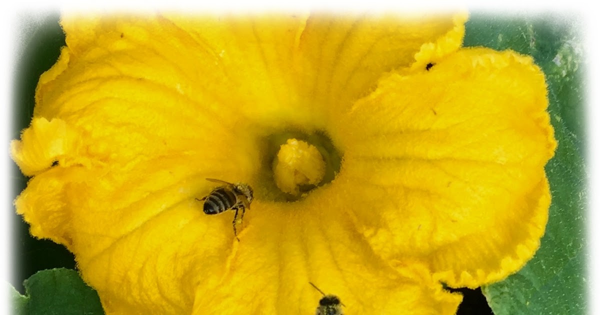 Growing Organic Squash Bees