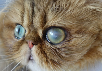 alt="gato con un ojo afectado por glaucoma"