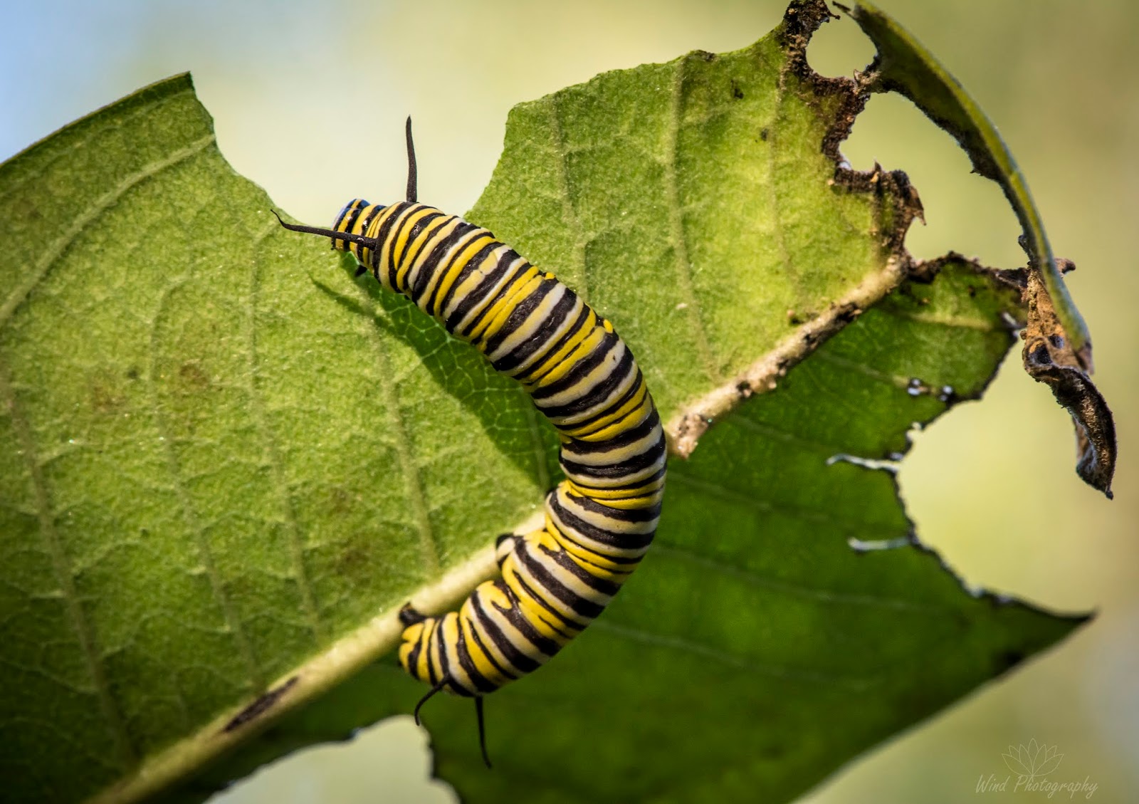GardenCuizine monarchwatch Success! Monarch caterpillars all over our