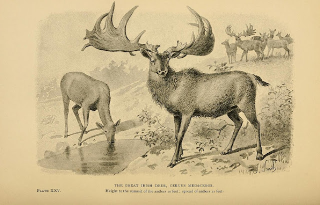 Большерогий ирландский олень (The Great Irish Deer; Cervus megaceros), высота до верхушки рогов 10 футов; диаметр рогов 11 футов