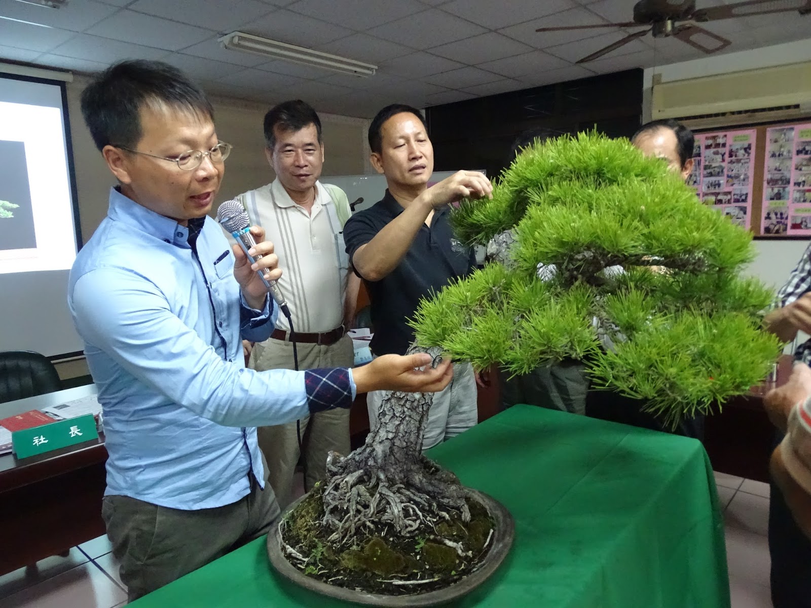 Yang Hsiu Bonsai 楊修