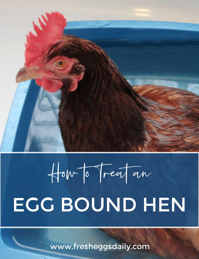 How to Treat an Egg Bound Hen Fresh Eggs Daily® with Lisa Steele