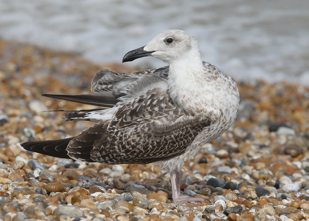 Richard Smith - Birdwatching Days Out: Yellow Legged Gull, 1st winter ...