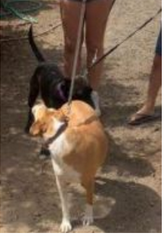volunteer experience, dog shelter, sanctuary