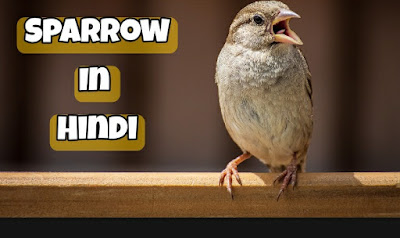 Sparrow In Hindi