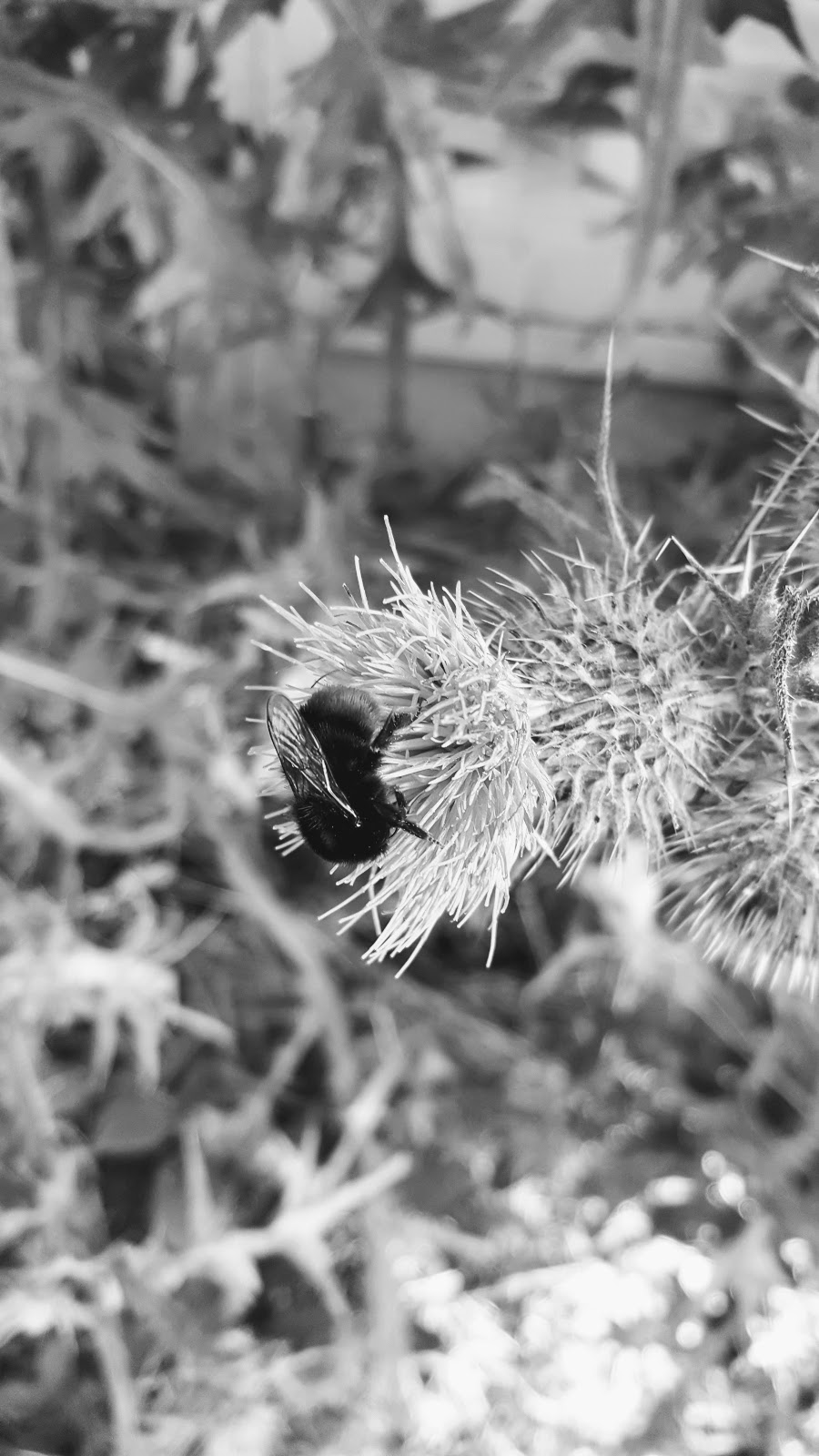 A Walk With Me And Mollie