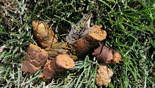 sneaky bullfrogs in Denver City Park feed local restaurants frog legs delicacy