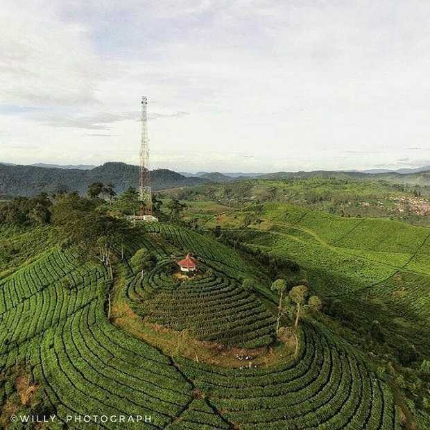 Gunung Nini Perkebunan Teh Malabar Photo credited to @willy_photograph