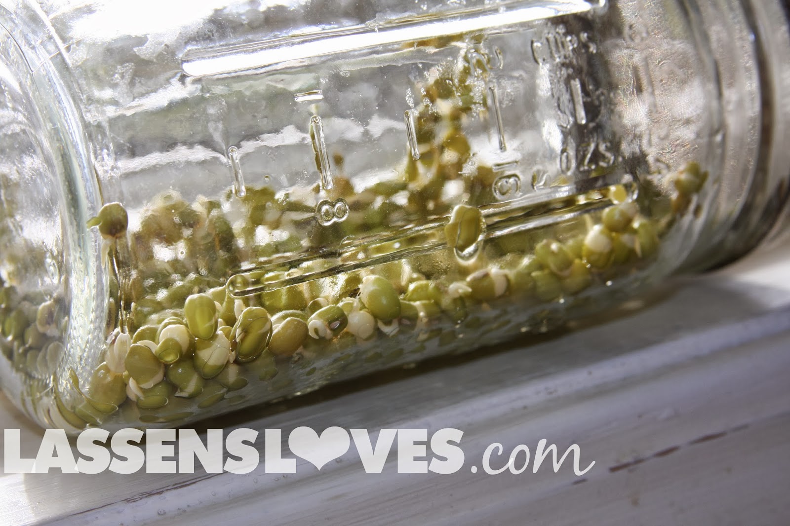 DIY+sprouting, how+to+grow+sprouts