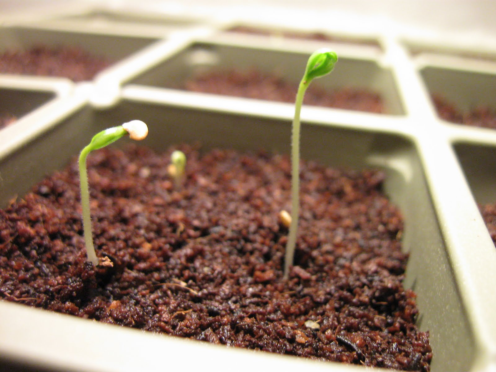 Kentucky Fried Garden Sprouting Eggplant and Peppers