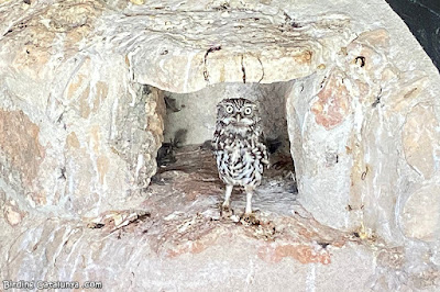 Mussol comú (Athene noctua)