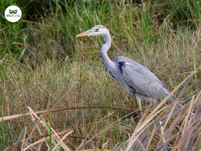 Garza real (Ardea cinerea)