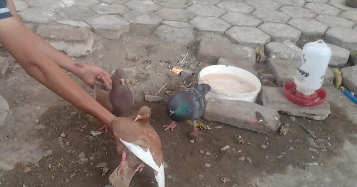 Pusat dan Gudangnya Informasi yang Bermanfaat Cara