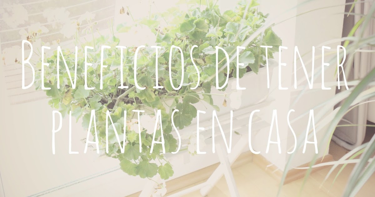 BLOGMAS 7! Beneficios de tener plantas en casa Nataly's Corner BLOGMAS 7! Beneficios de tener plantas en casa Nataly's Corner