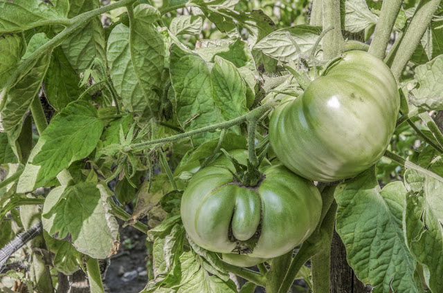 Green Tomato - solanum lycopersicum