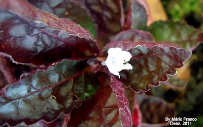 Meu Cantinho Verde: HERA-ROXA - ( Hemigraphis alternata )