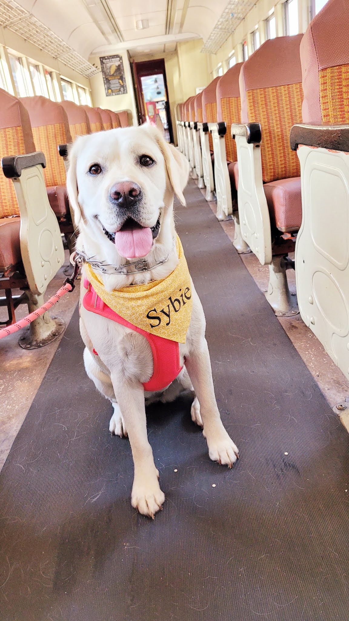 Fairytales and Fitness The Best Train Adventure for Dogs