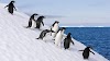 В Антарктиде были обнаружены мумии древних пингвинов Адели
