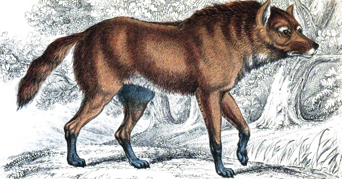 Abe's Animals: My favorite extinct animals by century (1500-Present)
