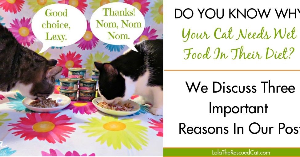 Lola The Rescued Cat Three Reasons Your Cat Needs Wet Food In