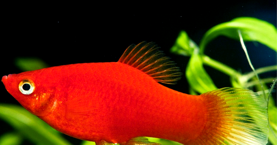 Плати ру лого. Plati логотип. Plati market ru. Пецилия красная чернохвостая. P late.