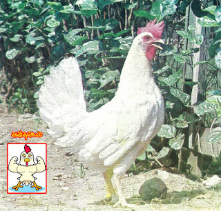 Ayam yang kondisinya sehat dan normal
