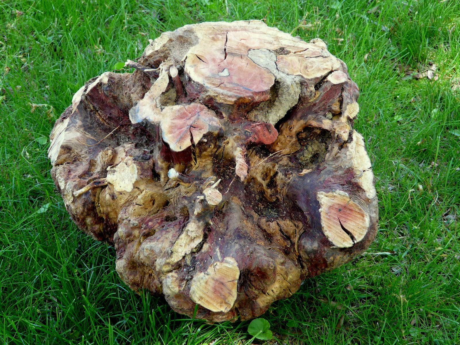 Timberturner + Bowlwood Woodturning: More Manzanita Burl