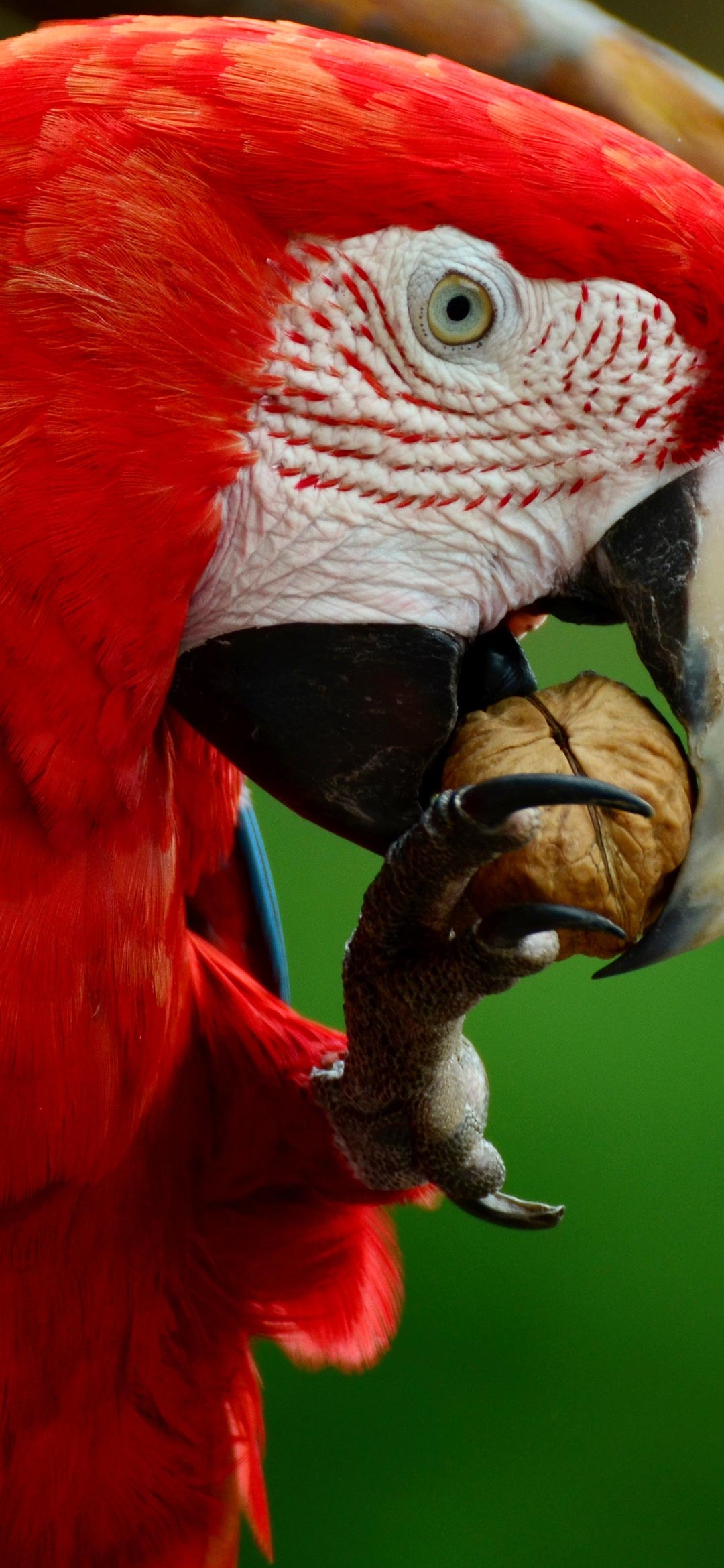 red-white-blue-and-green-parrot-bird
