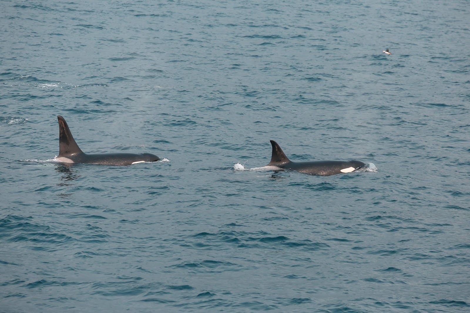 Orcas, Major Marine Tour, Kenai Fjords