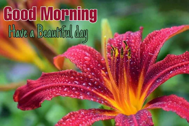 Good morning images with flowers