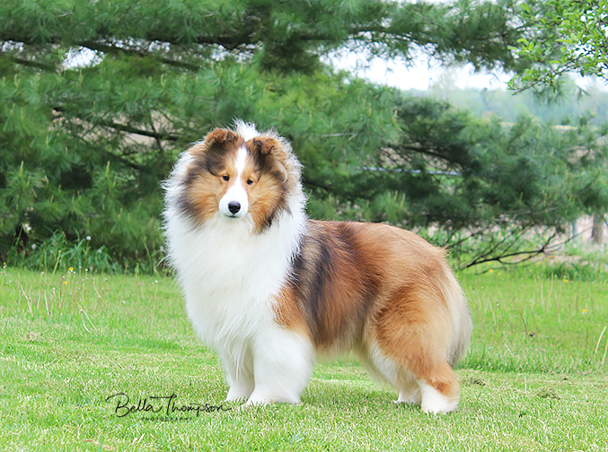 bella thompson shelties