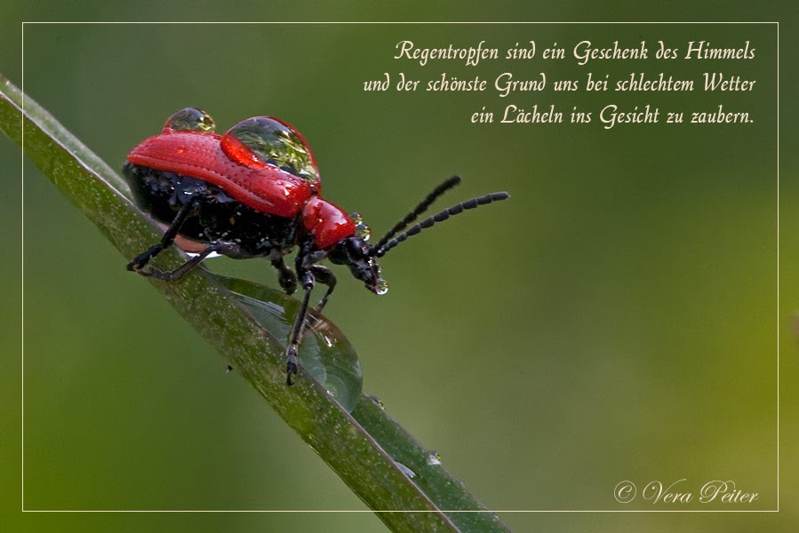 Artifactum verbilis Blog Zitat im Bild über Regentropfen